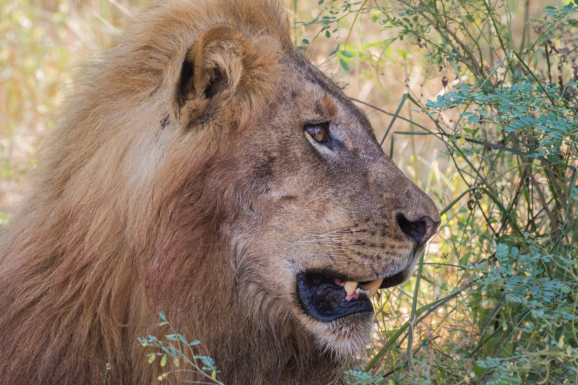  South Luangwa - Close-up leeuw Close-up van een van de mannetjes leeuwen waarvan de manen nog roodgekleurd zijn door het bloed van het gedode nijlpaard. Stefan Cruysberghs